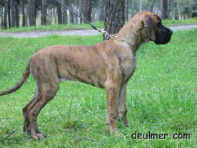 Indra De Ulmer