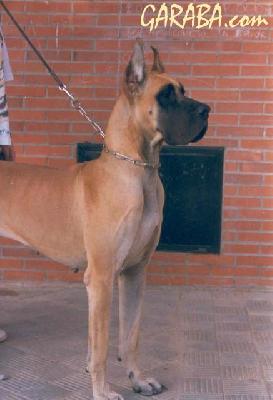 Anuska De Garaba