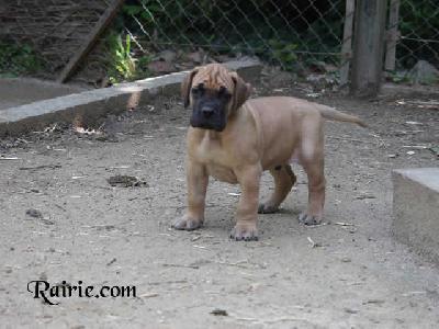 Ugo Des Terres De La Rairie