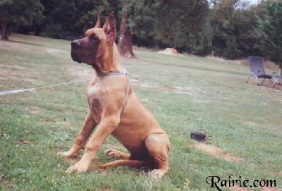 Ulricho Des Terres De La Rairie