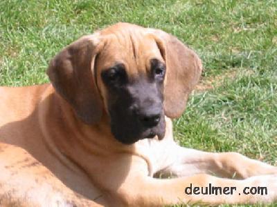 Jade De Ulmer