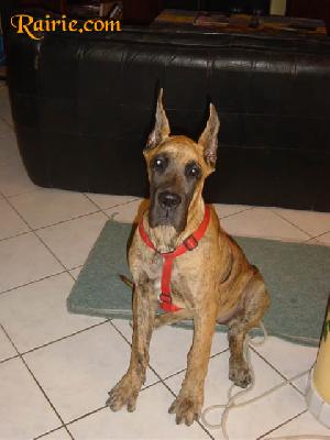 Ulysia Des Terres De La Rairie