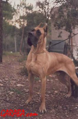 Leader De Garaba