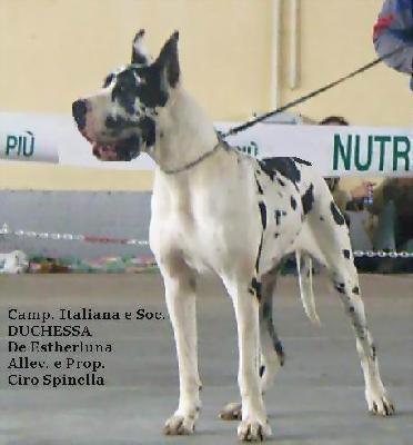 Duchessa-a