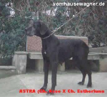 Astra-n