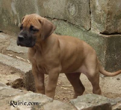 Unika Des Terres De La Rairie