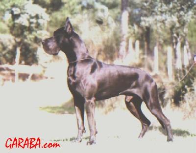 Ch Congo De Garaba