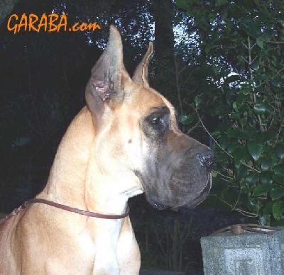Ch Diana De Garaba