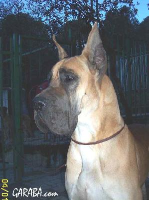 Ch Diana De Garaba