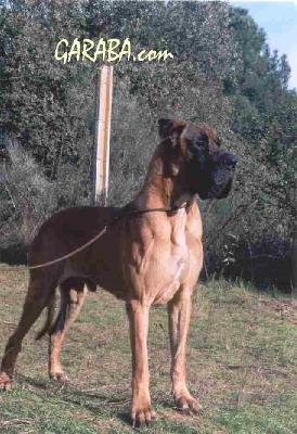 Bourbon De Viazas
