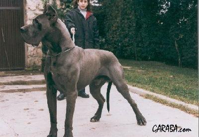 Yosoy De Garaba