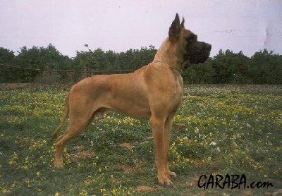 Ch Nakar De Garaba