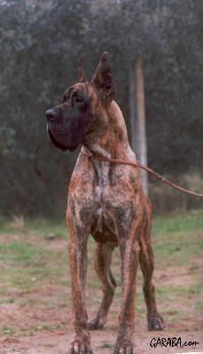 Beraca De Viazas