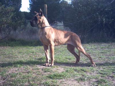 Raisha De Garaba