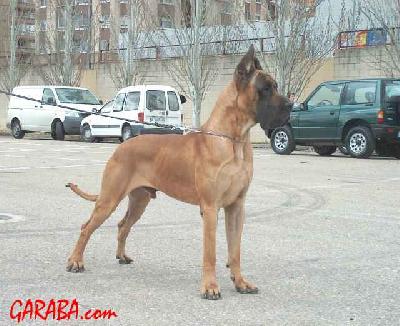 Ostwind De Garaba