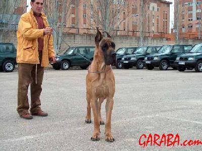 Ostwind De Garaba
