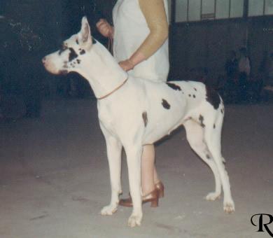 Ch Astrid Von Preussenblut