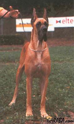 Ch Maria Alejandra Dellelsa