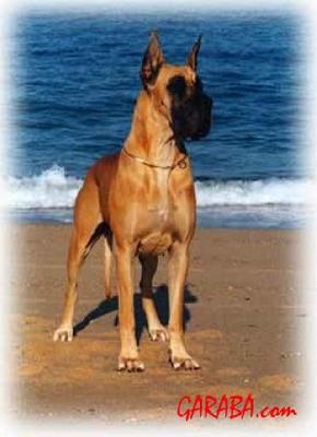 Ch Maria Alejandra Dellelsa