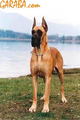 Ch Maria Alejandra Dellelsa