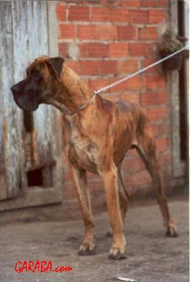 Nestor Von Kosigan De Aldama