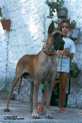 Lotty De Alaros