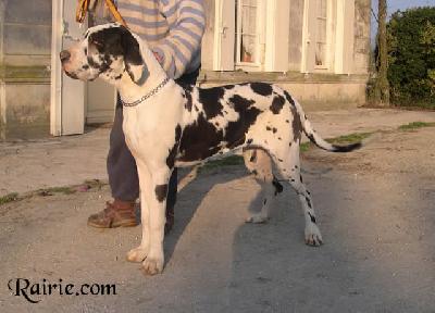 Uccella Des Terres De La Rairie