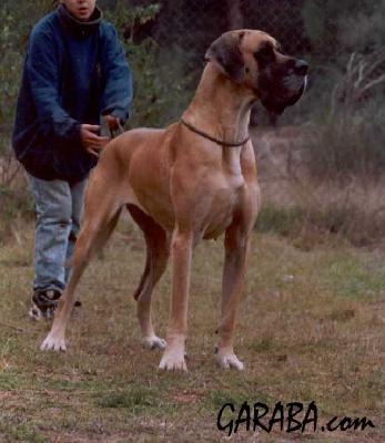 Daisy De Garaba