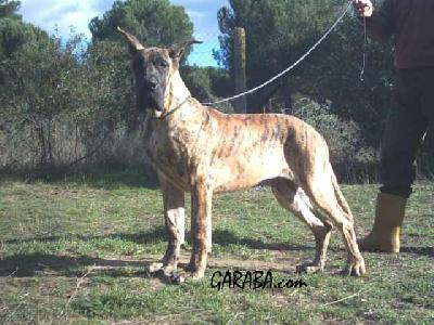 Adagio De Garaba