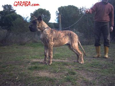 Adagio De Garaba