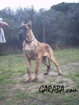 Adagio De Garaba