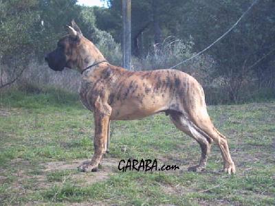 Adagio De Garaba