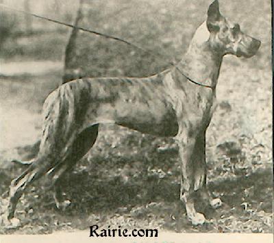 Ch Nelly Von Schloss Munster