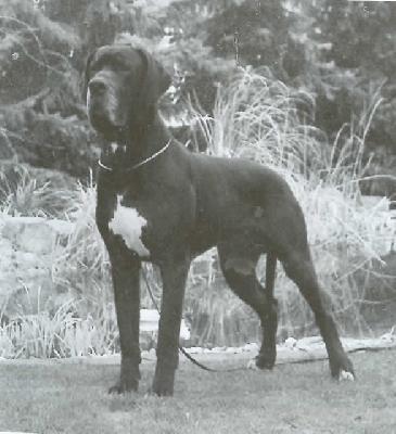 Elwood Vom Dnner Land