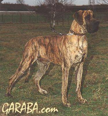 Gosth De Garaba