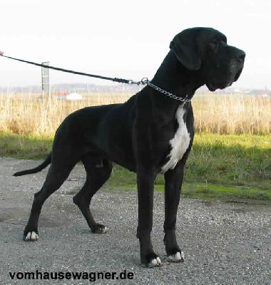 Verdi Von Der Ofnethhle