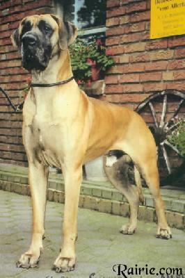 Sonnyboy Vom Allertal