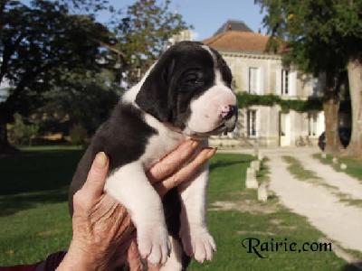 Unabella Des Terres De La Rairie