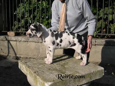 Uyang Des Terres De La Rairie