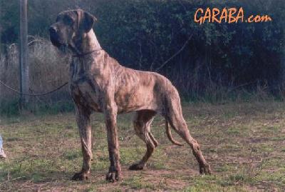 Salsa De Garaba