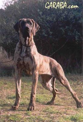 Salsa De Garaba