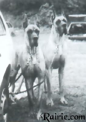 Domino Von Der Horst