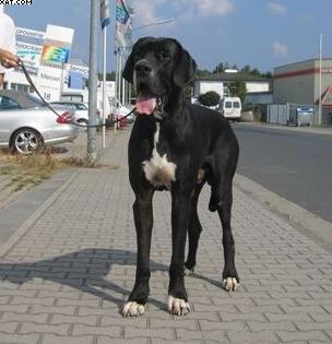 Araban Von Schlesien