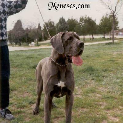Africa De Meneses