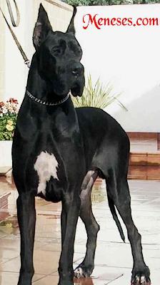 Tironne De Meneses