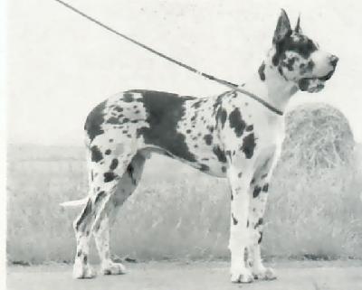 Igor Von Henneberg