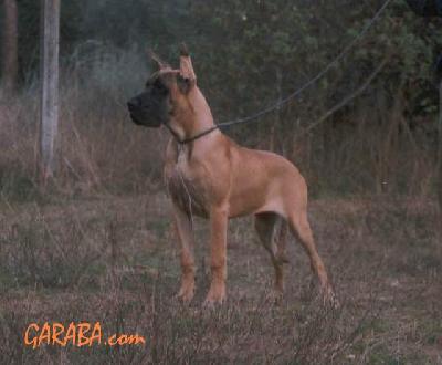 Yedra De Garaba
