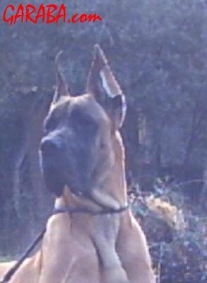 Yedra De Garaba