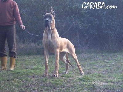 Yedra De Garaba