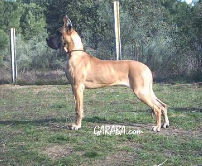 Yedra De Garaba